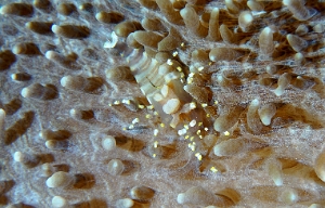 North Sulawesi-2018-DSC04541_rc- Hidden corallimorph shrimp - Pliopontonia furtive - Pliopontonia furtiva